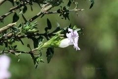 Strobilanthes foliosa